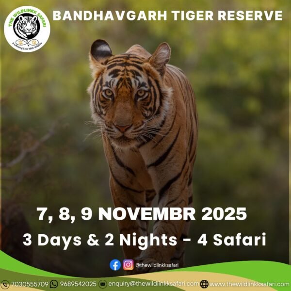 Bandhavgarh Tiger Reserve 3D-2N 7-9 Nov 25
