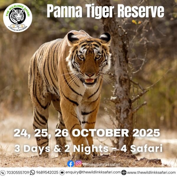 Panna Tiger Reserve 3D-2N 24-26 Oct 25